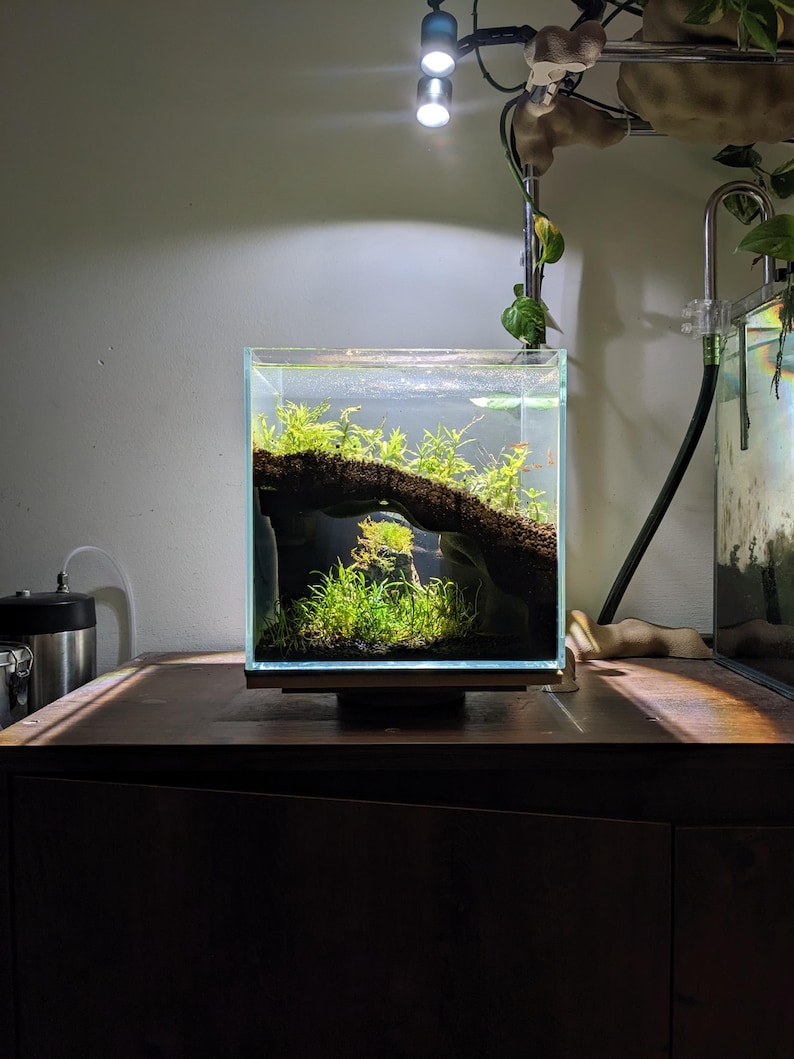May include: A small, clear glass aquarium with aquatic plants and a piece of driftwood. The tank sits on a wooden stand and is illuminated by overhead lights. The aquarium is filled with water and appears to be a miniature aquatic ecosystem.