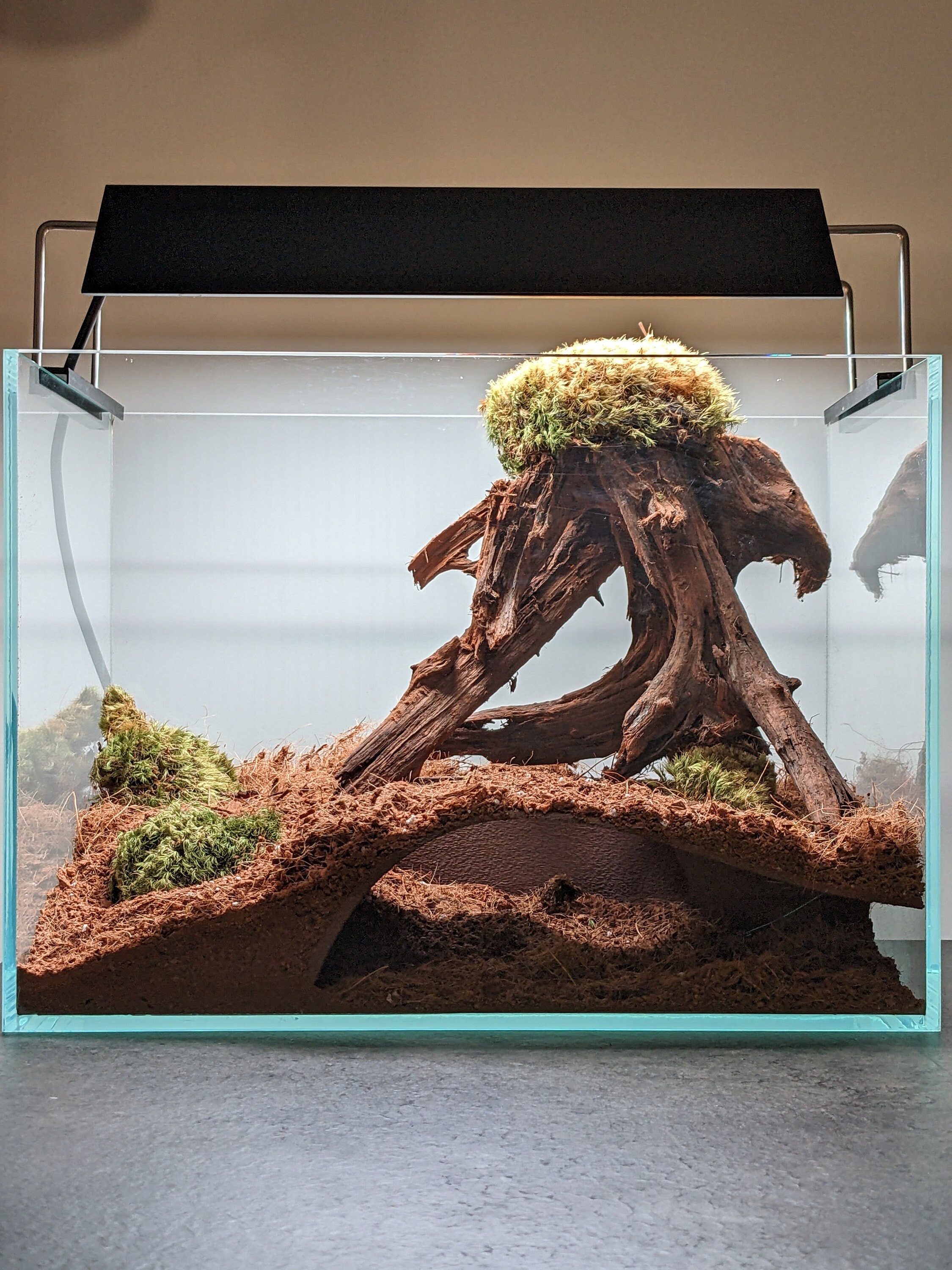 流木(№1 MRW-6371 特大流木 1点物自立 90cm水槽用 アクアリウム 爬虫類