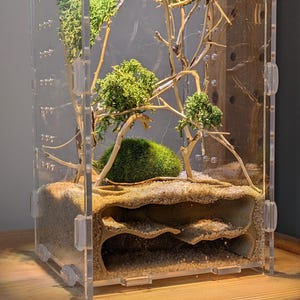 May include: A clear acrylic ant farm with a sand substrate and a multi-level tunnel system. The farm is decorated with small green moss trees and branches.