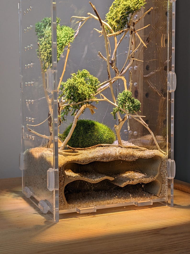 May include: A clear acrylic ant farm with a sand substrate and a multi-level tunnel system. The farm is decorated with small green moss trees and branches.