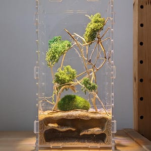 Jumping Spider Underground Cave