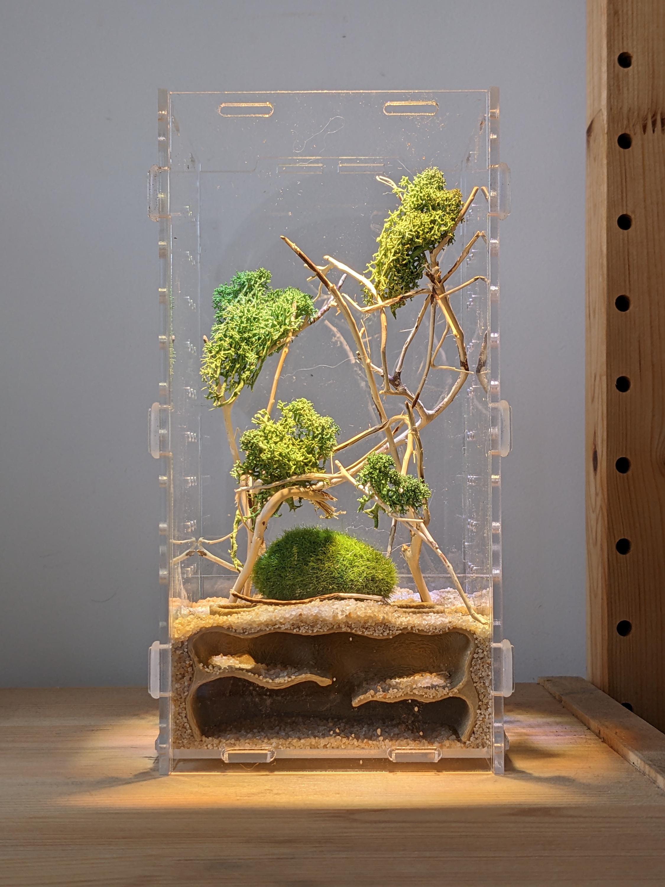 Jumping spider Italia