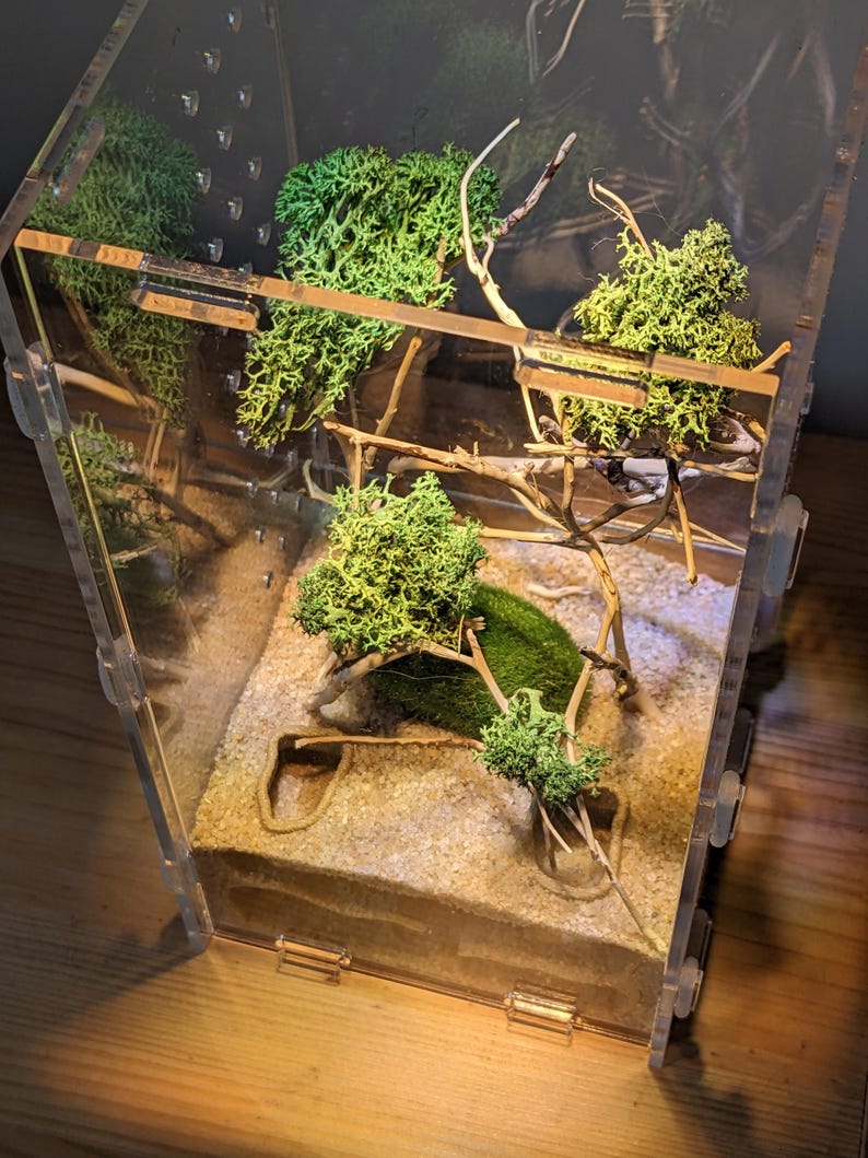May include: A clear plastic terrarium with a sand base and green moss plants. The terrarium has a few branches and a small mound of moss in the center.