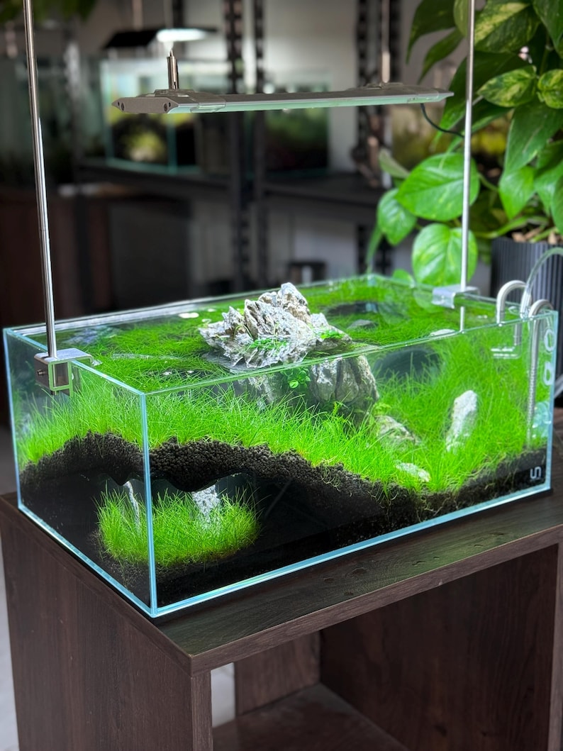 The Corner Hollow Large Aquarium Cave image 3