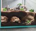 NOUVEAU ! Aquarium/terrarium à triple entrée, coin salon product logo