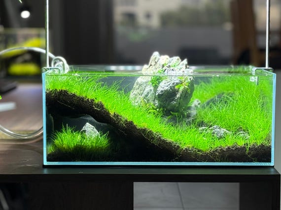 The Corner Hollow Large Aquarium Cave