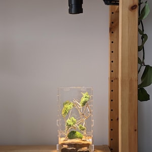 May include: A clear acrylic terrarium with a small, green moss-covered landscape inside. The terrarium is lit by a black adjustable lamp.