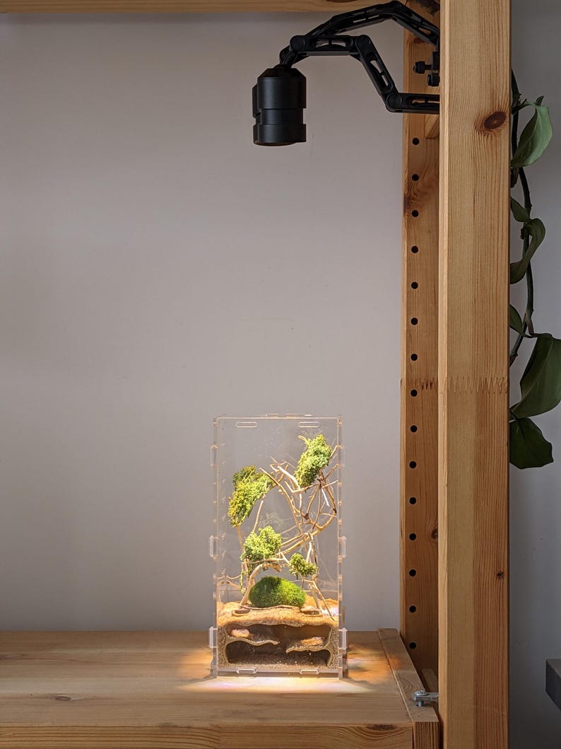 May include: A clear acrylic terrarium with a small, green moss-covered landscape inside. The terrarium is lit by a black adjustable lamp.
