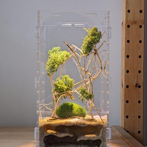 May include: A clear acrylic ant farm with a sand and soil substrate. The farm features a multi-level structure with tunnels and chambers. The top of the farm is decorated with green moss and branches.