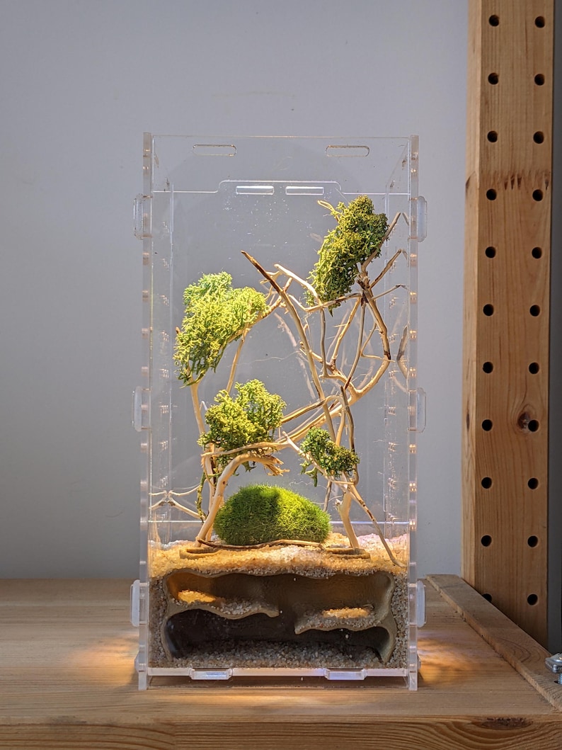 May include: A clear acrylic ant farm with a sand and soil substrate. The farm features a multi-level structure with tunnels and chambers. The top of the farm is decorated with green moss and branches.