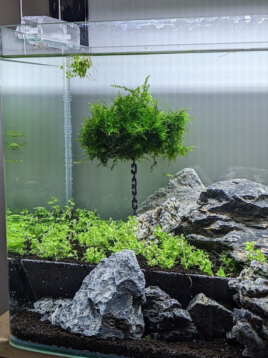 Floating Aquascape Island, 2 Sizes Etsy