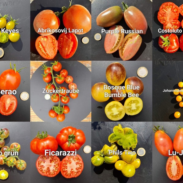 Tomatensamen Favoriten SET 》12 verschiedene Sorten