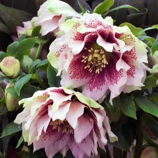 Christmas Rose Seeds, 30 Per Pack