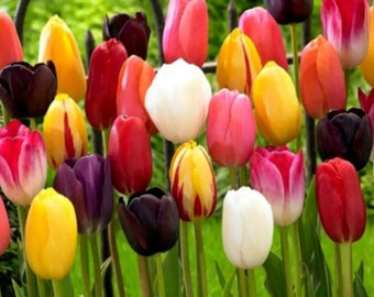 Mixed Tulip Bulb