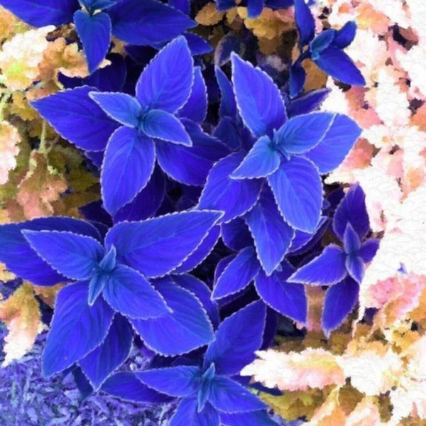 Coleus seeds Blue (20 Per Pack)