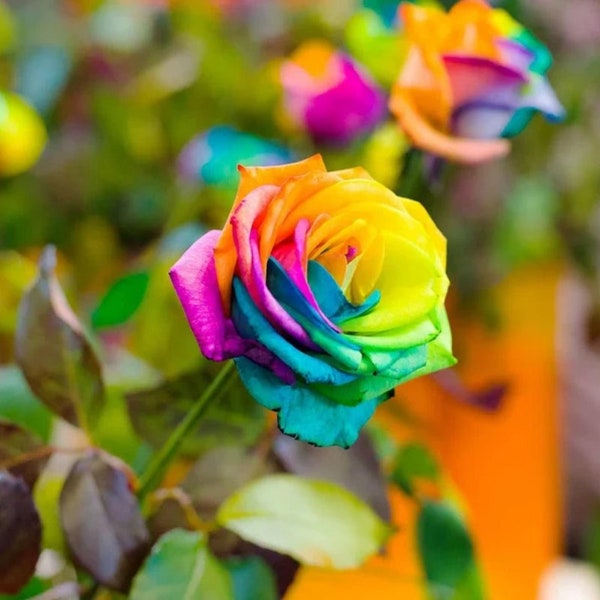 10 Fresh Rainbow Rose Seeds Rare Perennial Flower Blooms