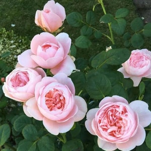 25+ Rare Seeds| Queen of Sweden English Rose Seeds, Fruit Seeds, Flowers, No GMO, Easy to Plan, No GMO