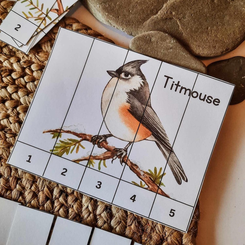 Op de afbeelding: Een kleur-op-nummer illustratie van een koolmees die op een tak zit. De vogel heeft een grijze, witte en oranje kleur. De afbeelding is verdeeld in genummerde secties om in te kleuren. Het woord "Titmouse" is in het zwart geschreven.