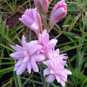 Pink Sapphire Tuberose 1 Bulb, Fresh Dug From Our Garden! Double