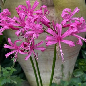 May include: Close-up of vibrant pink flowers with long, delicate petals and slender green stems. The flowers are in full bloom, showcasing their intricate details against a blurred background of a large, light-colored vase and green foliage.