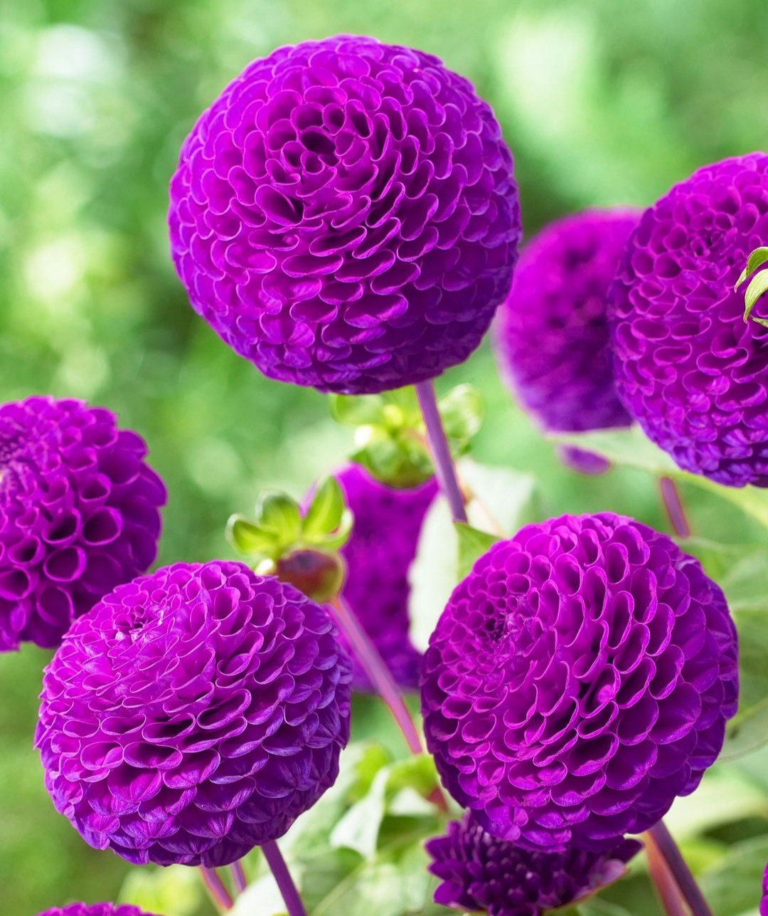 Pom Pom Rocco Dahlia Preorder Ships Spring 2024 Pom Pom Dahlia 1 Clump