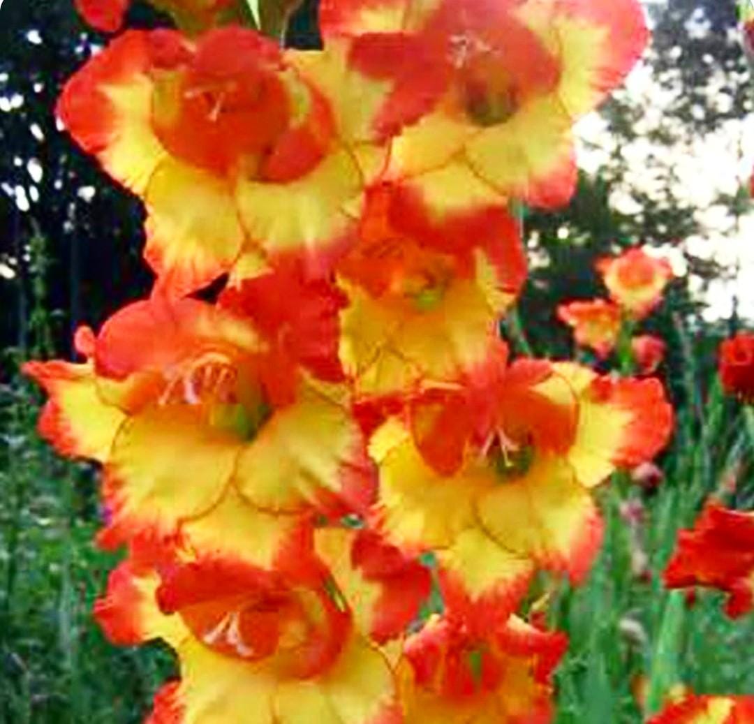 5 Bulbs Pre-order Gladiolus Princess Margaret Rose Ship Spring 2026 - Etsy