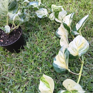 May include: A trailing marble queen pothos plant in a black plastic nursery pot. The plant features heart-shaped leaves with a variegated pattern of dark green, light green, and creamy white colors, extending from the pot in a long vine.