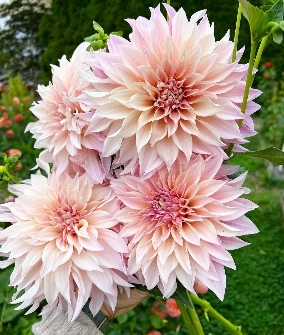 Giant Dinnerplate Dahlia cafe Au Lait Preorder Ships Spring 2024 1 Clump/tubers Please Read