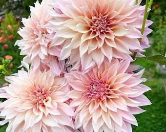 May include: A cluster of four large dahlia flowers featuring layered, pointed petals in soft shades of pale pink, cream, and deeper rose at the centers. The blooms are arranged in a dense bouquet with green stems and foliage visible at the base.