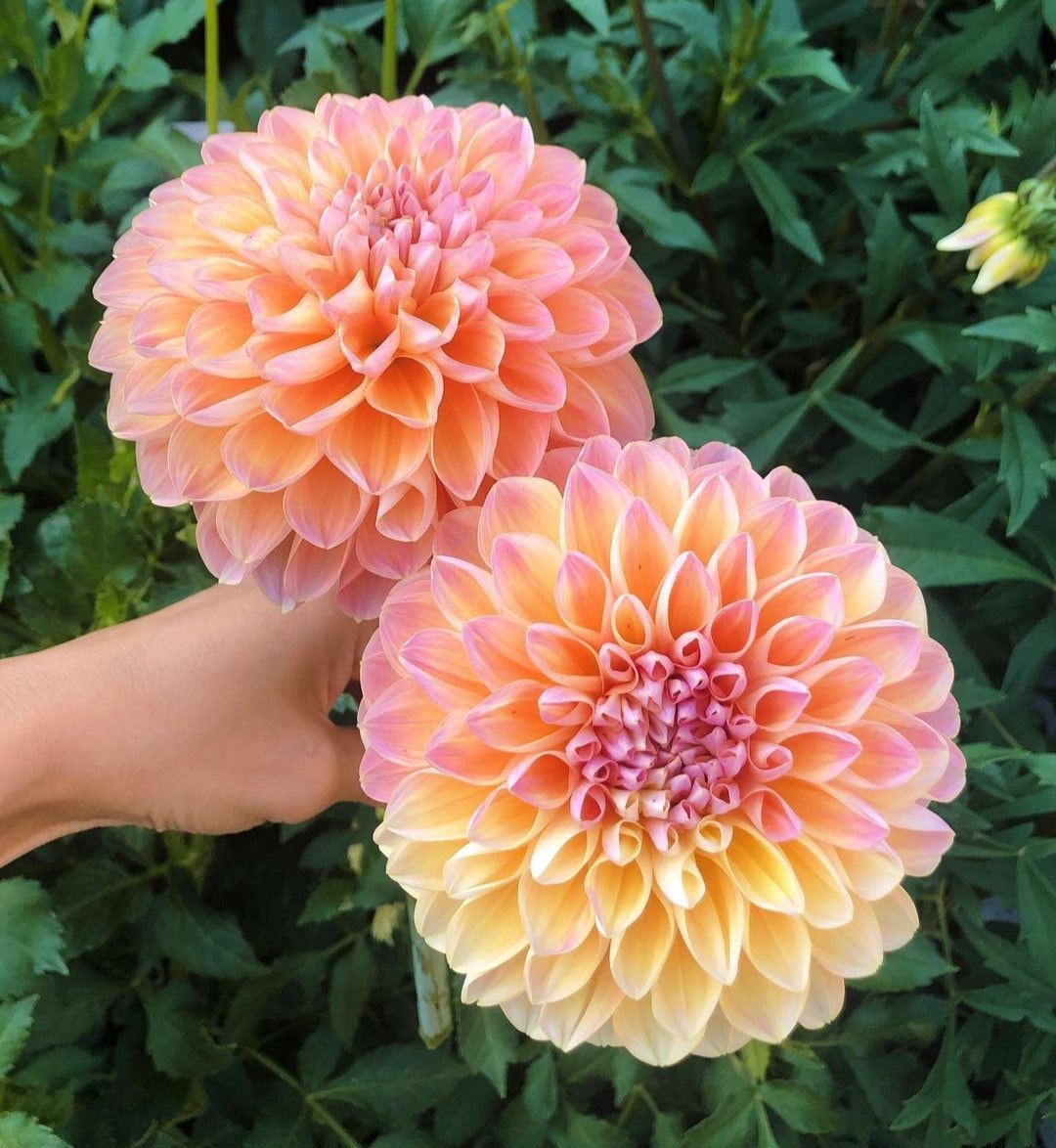 Honey Dew Dahlia Preorder Ships Spring 2024 Decorative Dahlia 1 Clump