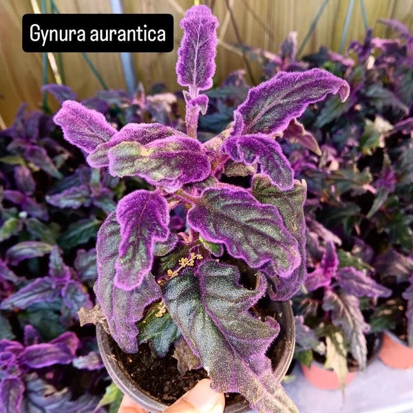 Purple Passion Plant. Gynura Aurantica 3.5" pot