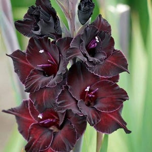 Pre-Order Ship Spring 2026 Gladiolus Black Star 5 Bulbs