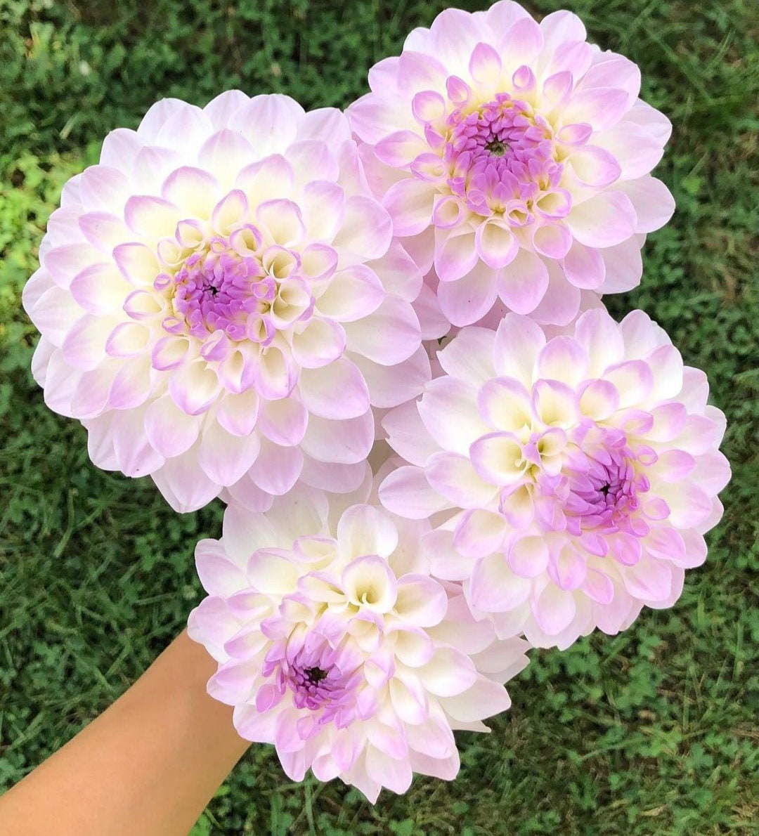 Dahlia Eveline Preorder Ships Spring 2024 Dahlia 1 Clump/tubers Please