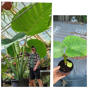 May include: A large green elephant ear plant with massive leaves, shown next to a person for scale. The plant is in a large black pot. A smaller elephant ear plant in a black pot is held in a hand.