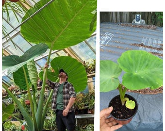 Giant Elephant Ear/ Colocasia Gigantea Live Plant 4" pot. Grow Huge!!