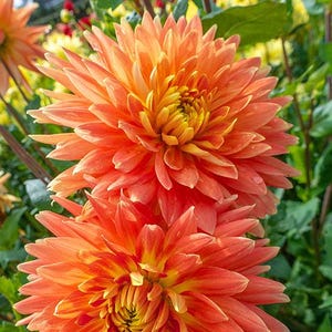 May include: Two vibrant orange and yellow dahlias with multiple layers of petals.