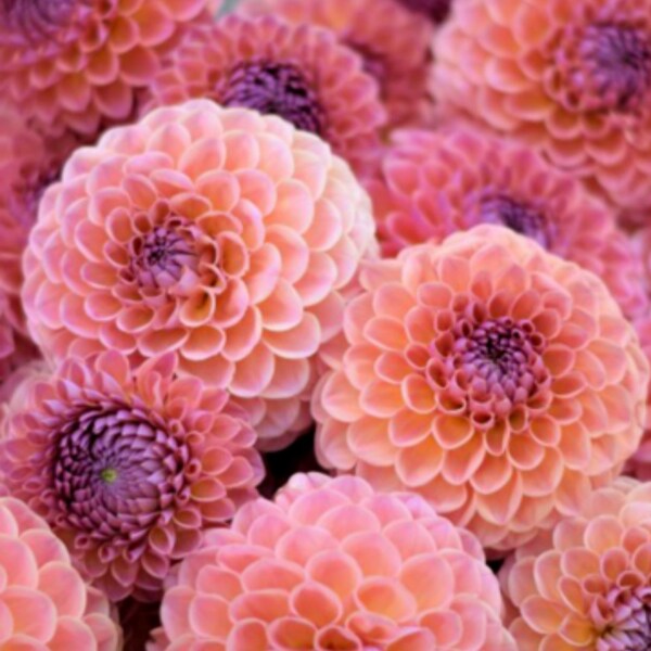 Ball Dahlia Tubers Etsy