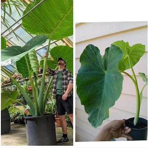 buy fiddle leaf fig plant Fiddle Leaf Fig 14 inch main image 1