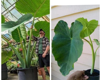 Alocasia Macrorrhiza 'splash' – Variegated Giant Taro Starter