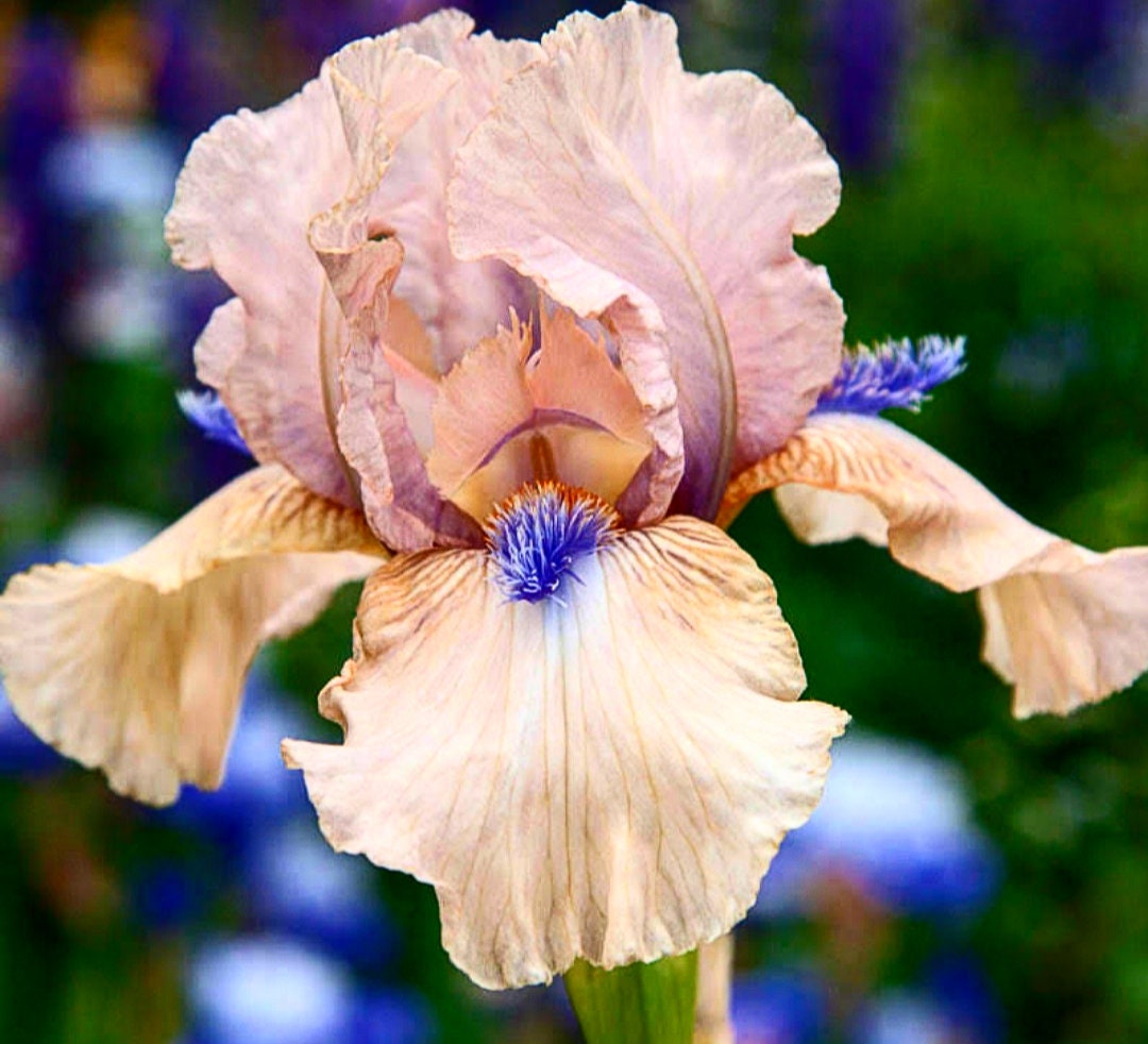 Award Winning German Tall Bearded Iris Concertina 1 Rhizome Perennial