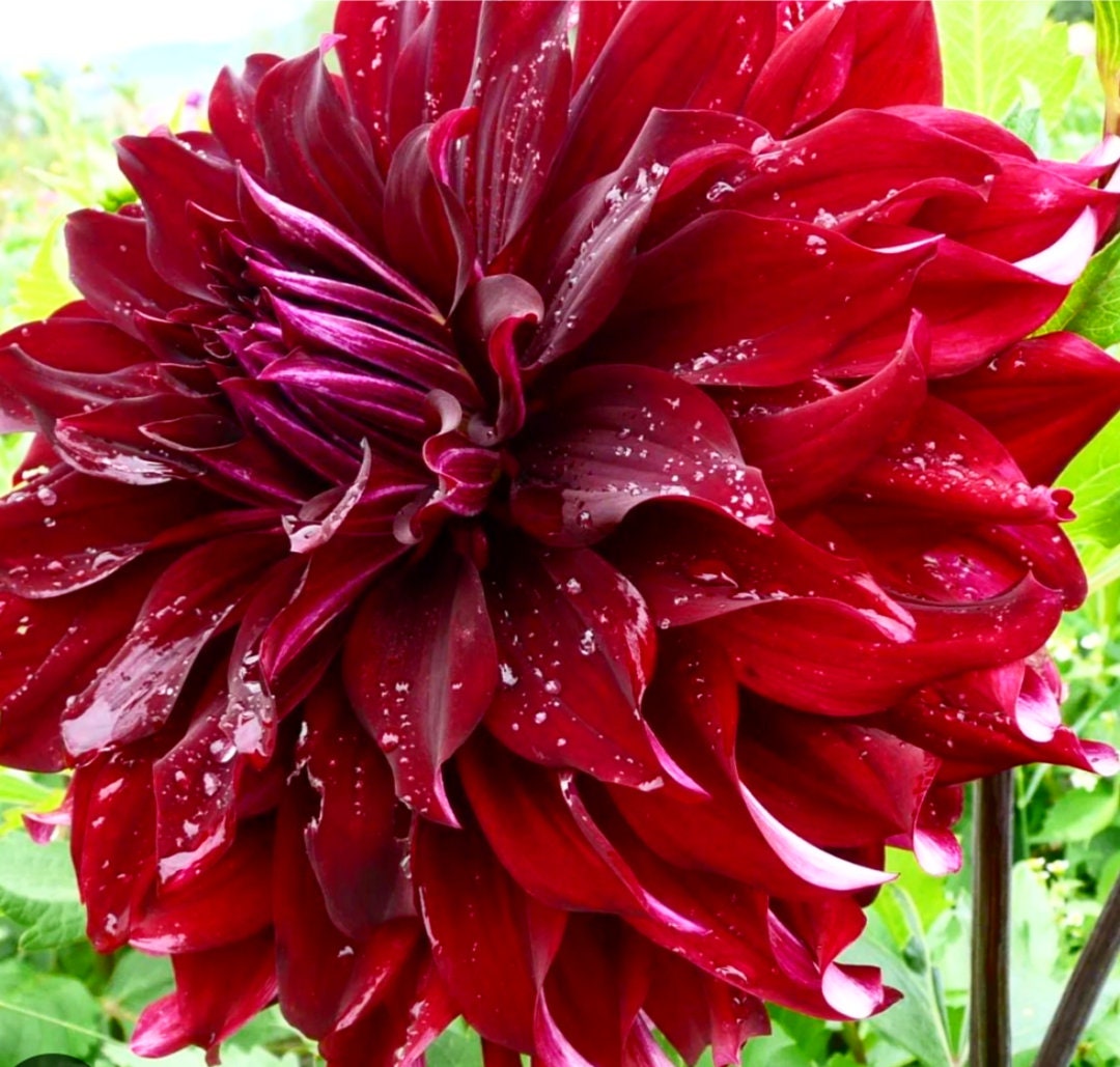 Giant Dinnerplate Dahlia mingus Alex Preorder Etsy