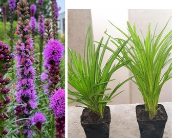 Liatris Blazing Star 2 Live Plants. Purple/White Flowers Attract Pollinators Butterflies Hummingbirds.