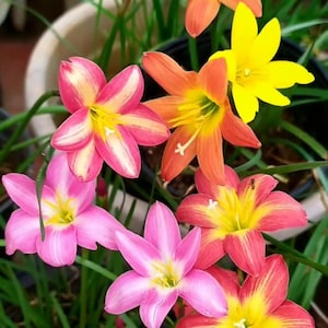 Pre-Order 5 Bulbs Rain Lily Mix Pink Yellow White Orange. Ship Spring 2026