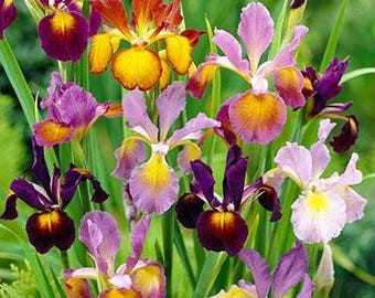 May include: A vibrant cluster of iris flowers in various shades of purple, yellow, and orange. The petals display intricate patterns and textures, set against a backdrop of green foliage. The flowers are in full bloom, showcasing their delicate beauty.