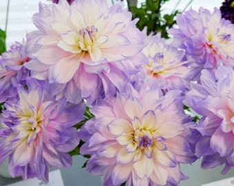 Dahlia Mikayla Miranda 1 Tuber