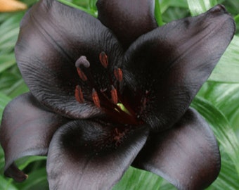 Ship Spring 2027! Black Lily Night Rider 1 Bulb. Top Blooming Size.