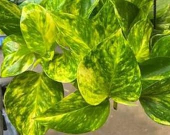 Fernando Fire Pothos Cutting. 3 Fresh Cuttings