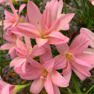 May include: Close-up of several pink rain lily flowers with delicate, elongated petals. The flowers have a soft, pastel pink hue with yellow centers and are surrounded by green foliage. The petals have subtle, parallel veins.