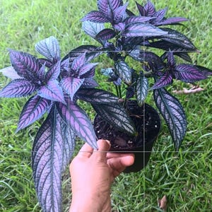 May include: A Persian Shield plant in a black plastic pot, featuring lance-shaped leaves with a metallic purple and silver iridescent sheen, prominent dark green veining, and a textured surface, held upright against a natural outdoor setting.