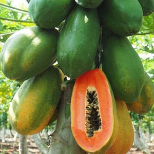 May include: A cluster of green papayas, with one cut open to reveal the orange flesh and black seeds. The unripe papayas have a green skin, while the cut fruit shows a vibrant orange interior. The image is taken outdoors.